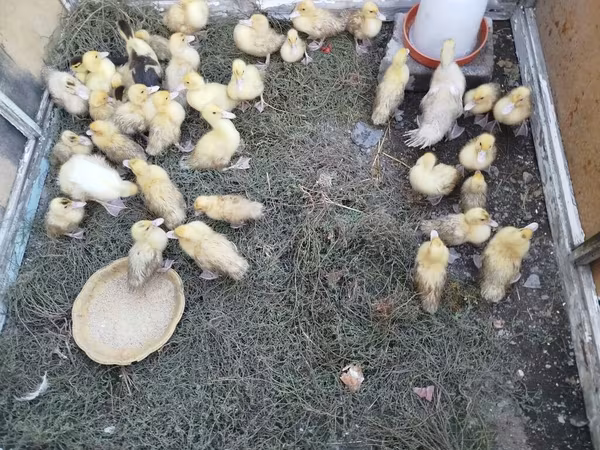 Ducks