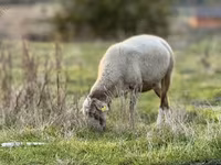 Qoʻy, Katum sheep — 1-rasm