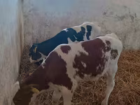 Bull, Cattle — photo 5