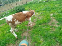 İnək, Simmental cattle — foto 4