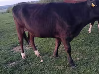Kuh, Simmental cattle — Foto 5