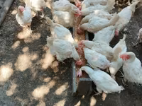 Chickens — Foto 2