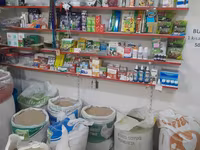Buğda - 0.42 q. hazır 50 kg kisələrdə Ünvan: Binə savxoz.( Çox alana — Foto 4
