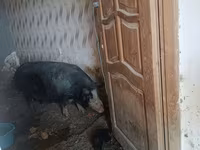 Sow, Pigs — photo 2