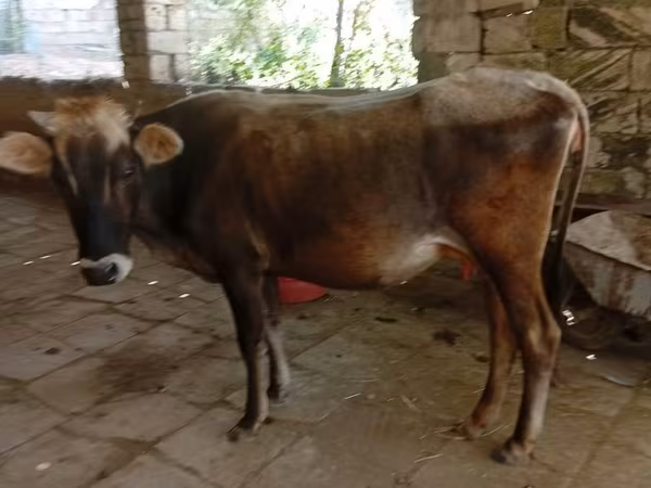 Cow, Azerbaijani zebu