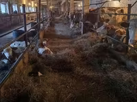 Kuh, Holstein-Rasse — Foto 2