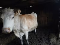 Kuh, Simmental cattle — Foto 2