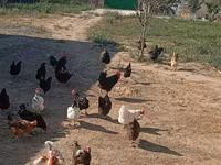 Australorp — Foto 2