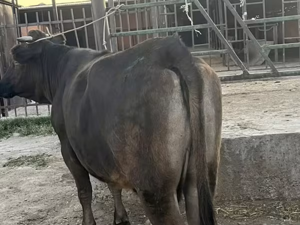 Sigir, Qoramol