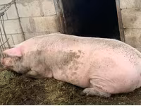 Sow, Pigs — photo 2