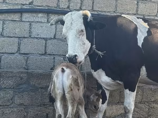 Kuh, Simmental cattle