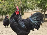 Australorp — photo 3