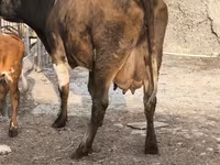 Sigir, Qoramol — 3-rasm