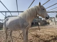 Caballo, Caballos — foto 1