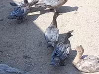 Ducks — الصورة 3