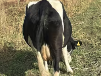 Kuh, Russian Black pied cattle — Foto 3