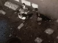 Hausente — Foto 6