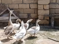 Geese — foto 5