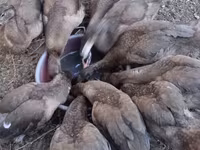 Ducks — Foto 8