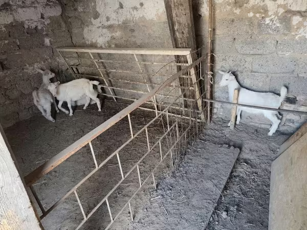 عنزة, الماعز