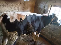 Toro, Ganado vacuno — foto 3