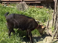 Ешкі, Nubian Goat — 5-сурет