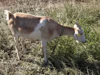 Cabra, Saanen goat — foto 3