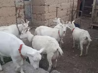 Коза, Saanen goat — фото 3