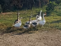 Geese — फ़ोटो 1