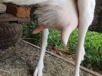 Ziege, Saanen goat — Foto 4