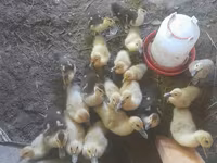 Ducks — Foto 1