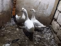 Ducks — Foto 3