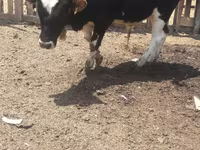 Бик, Russian Black pied cattle — фото 2