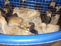 Turkeys — foto 3