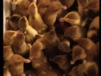 Ducks — الصورة 1