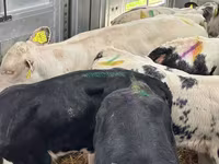Bovinos (lote, sexo no especificado), Simmental cattle — foto 1