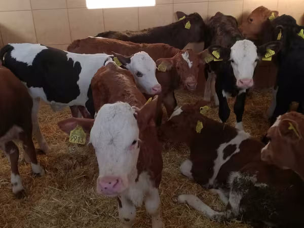 ІҚМ (топ, жынысы көрсетілмеген), Simmental cattle