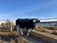 Vaca, Russian Black pied cattle — foto 2