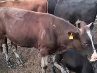 Bull, Kazakh White-headed cow — photo 2