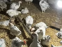 Brahma — foto 4