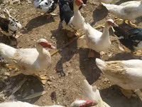 Ducks — 3-rasm