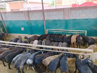 كبش, الأغنام — الصورة 5