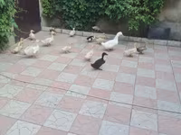 Ducks — 4-rasm