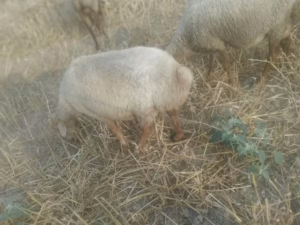 Oveja, Ovejas