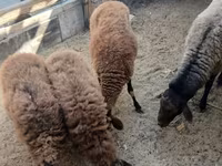 Sheep, Sheep — photo 3