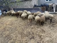 Schafe (Partie, Geschlecht nicht angegeben), Schafe — Foto 2