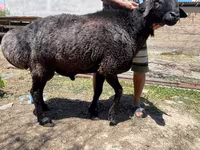 Ram, Sheep — photo 3