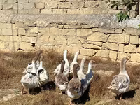 Geese — الصورة 2