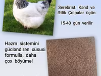 Artıq daimi istifadə üçün Kənd Toyuğu. Serebrist. Qaz. Ördək — الصورة 3