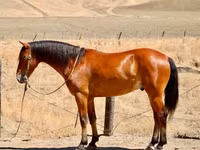 حصان, Quarter Horse — الصورة 1